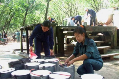 Nông dân Tây Ninh phá cây cao su